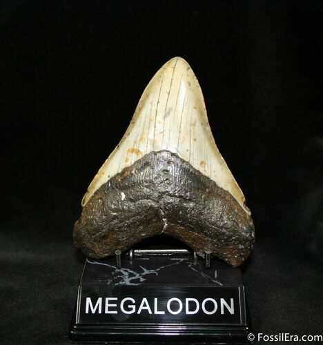 + Inch Megalodon Tooth From Hawthorn Formation #1031